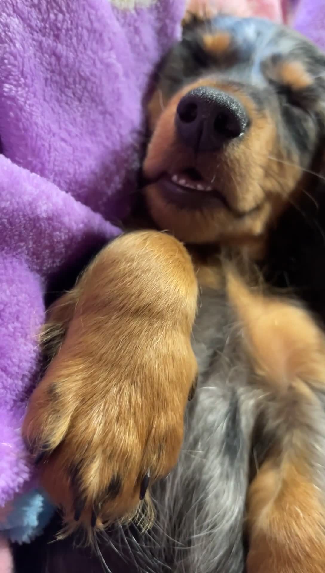 Miniature Dachshund dogs for sale: Jack-jack/theodore - Video 1