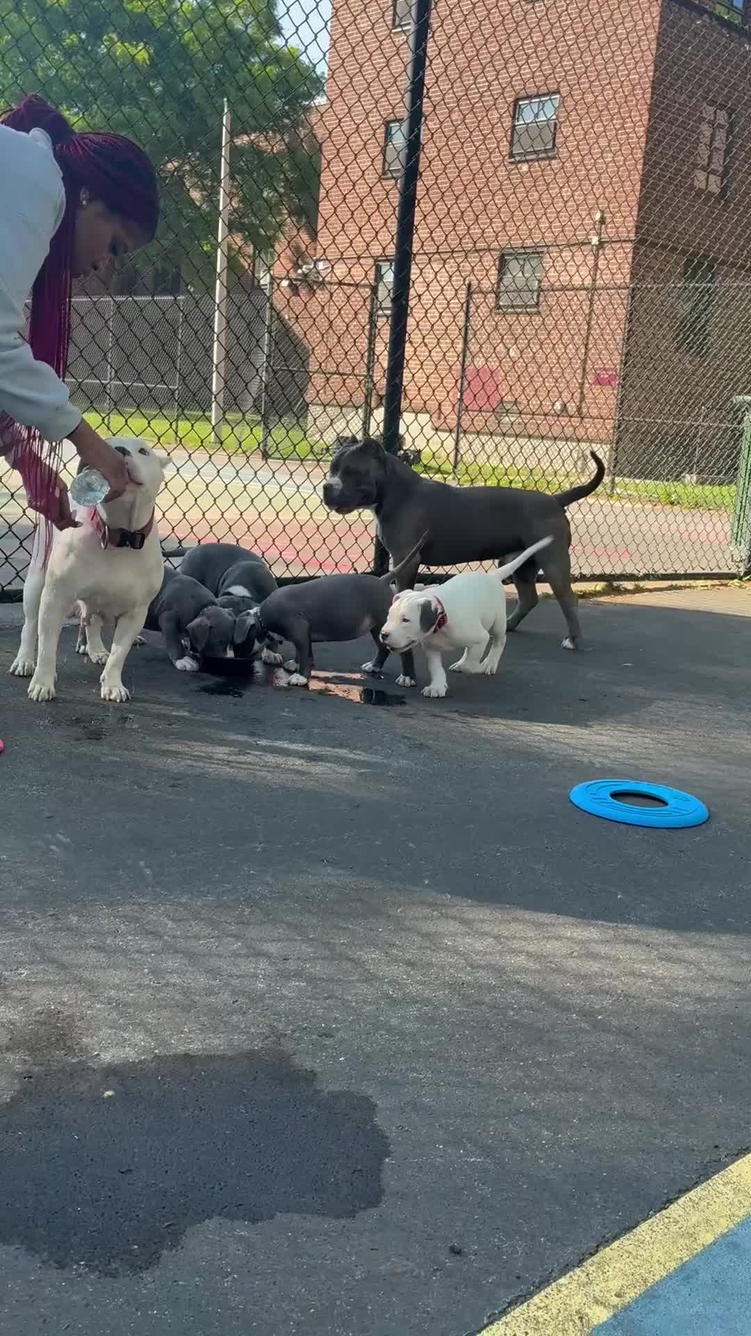 American Bully dogs for sale: American Bully 1 - Video 1