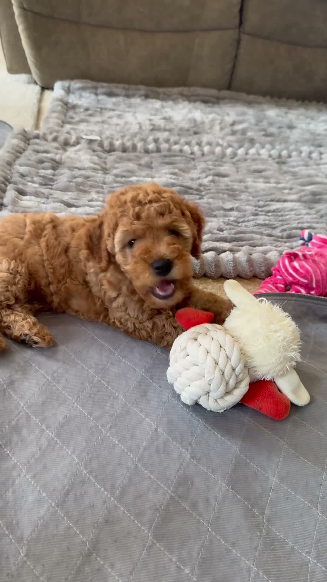 Mini Goldendoodle dogs for sale: Scarlett - Video 1