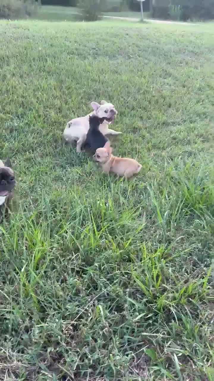 French Bulldog dogs for sale: French Bulldog 2 - Video 1