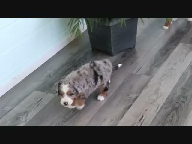 Mini Bernedoodle dogs for sale: Sharon - Video 1