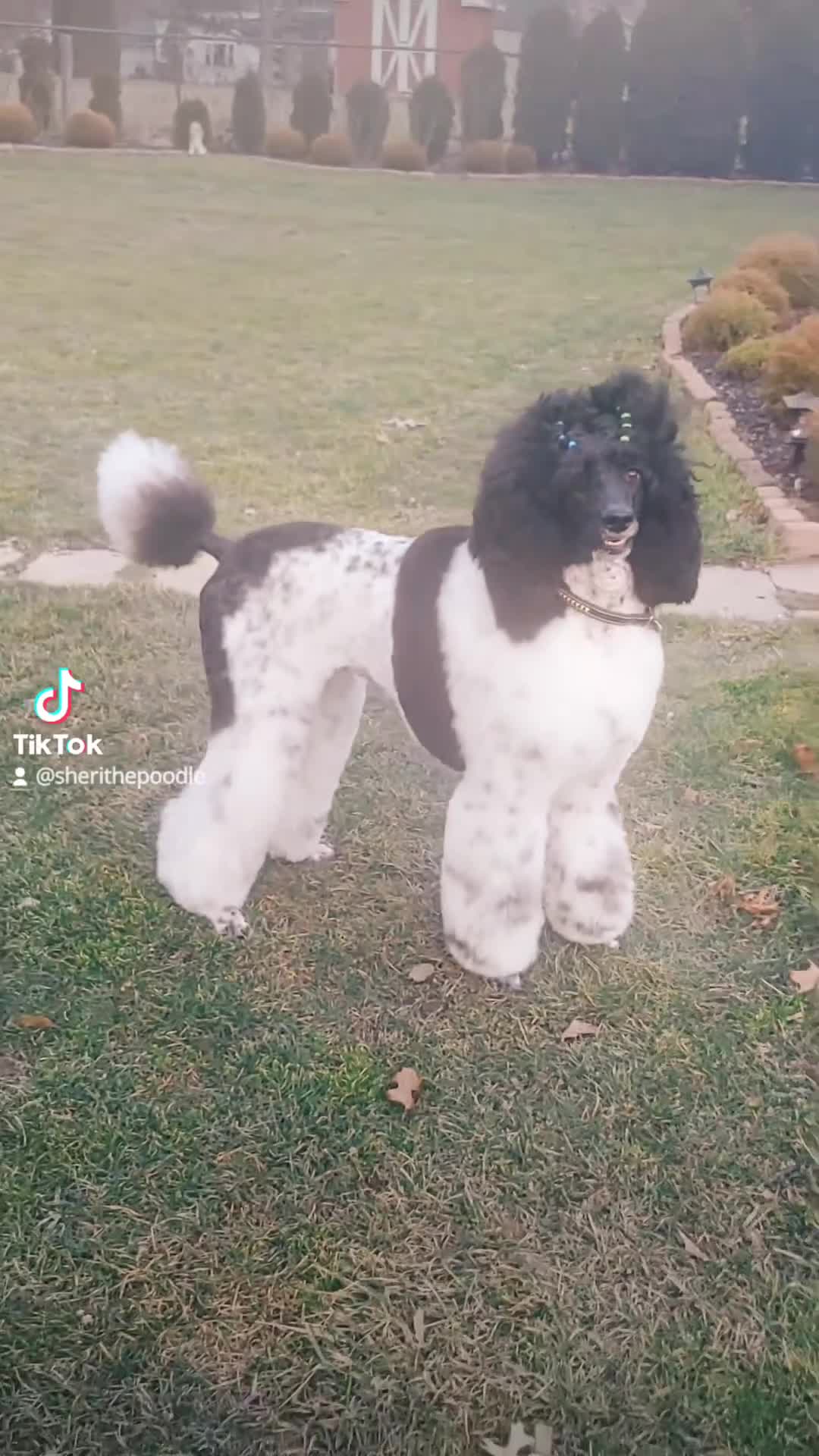 Standard Poodle dogs for sale: Oriel - Video 2
