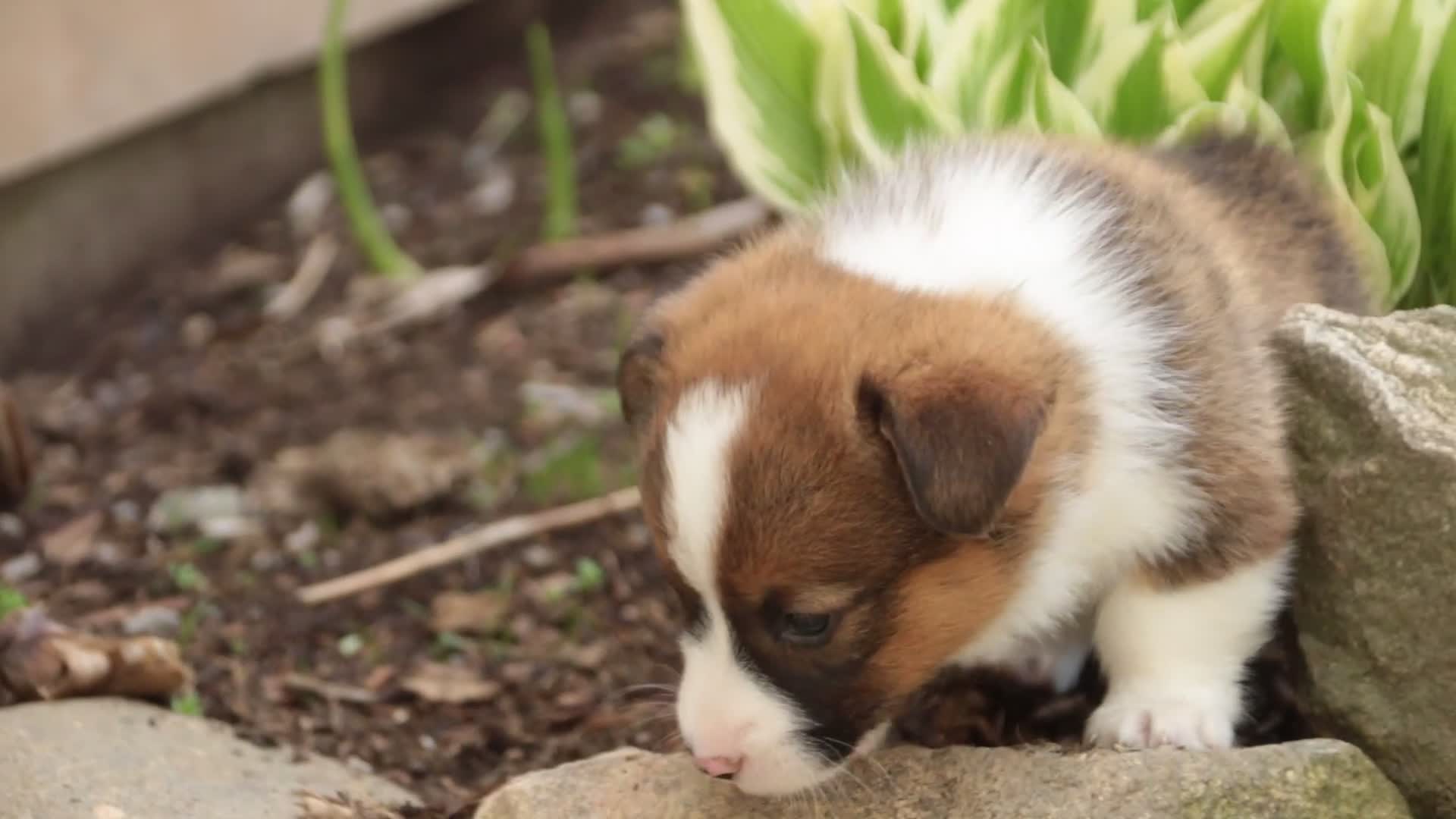 Welsh Corgi Pembroke dogs for sale: Gideon - Video 1