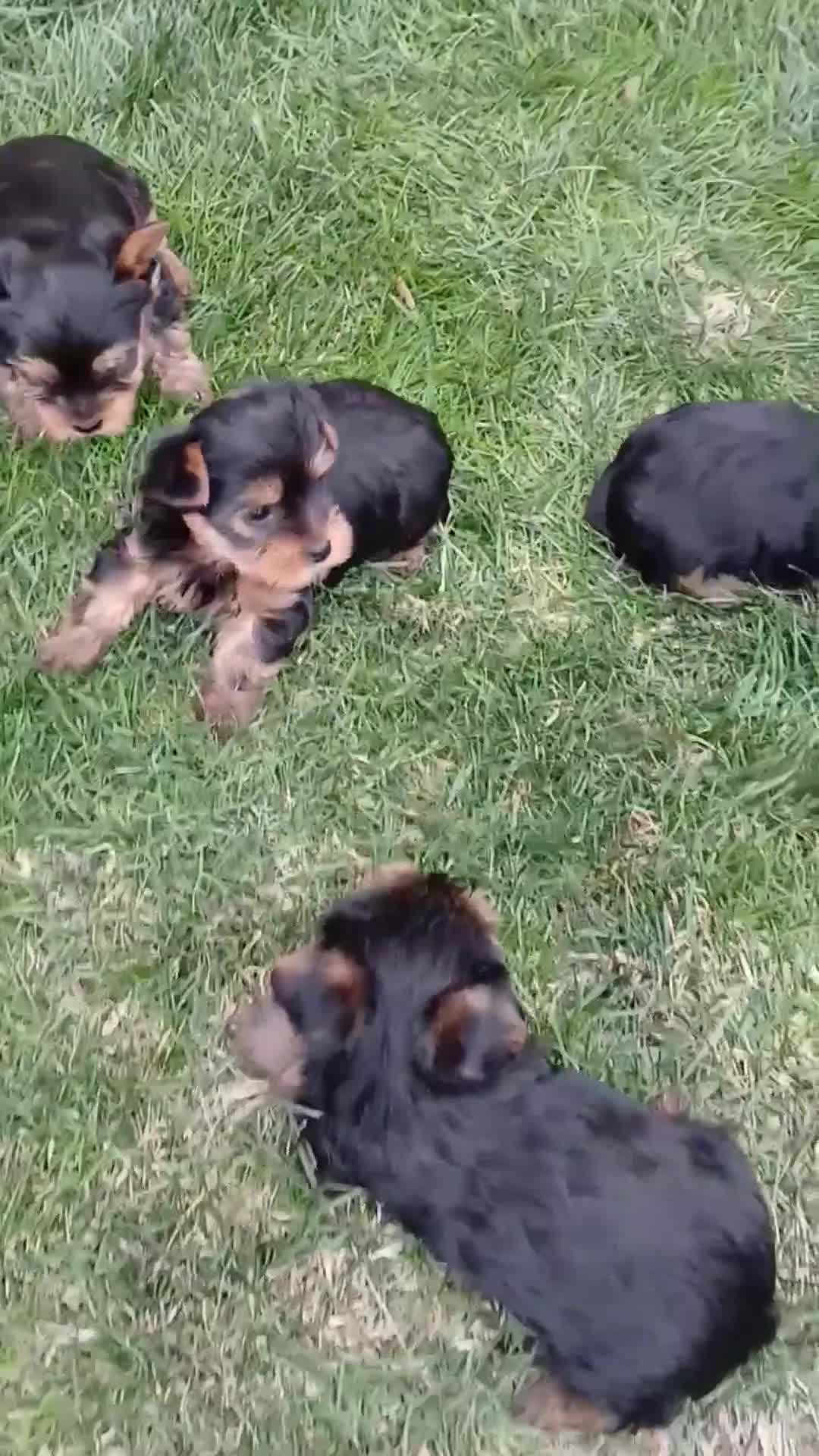 Yorkshire Terrier dogs for sale: Trixie - Video 1