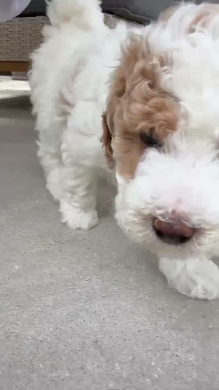 Mini Goldendoodle dogs for sale: Mini Goldendoodle 1 - Video 1