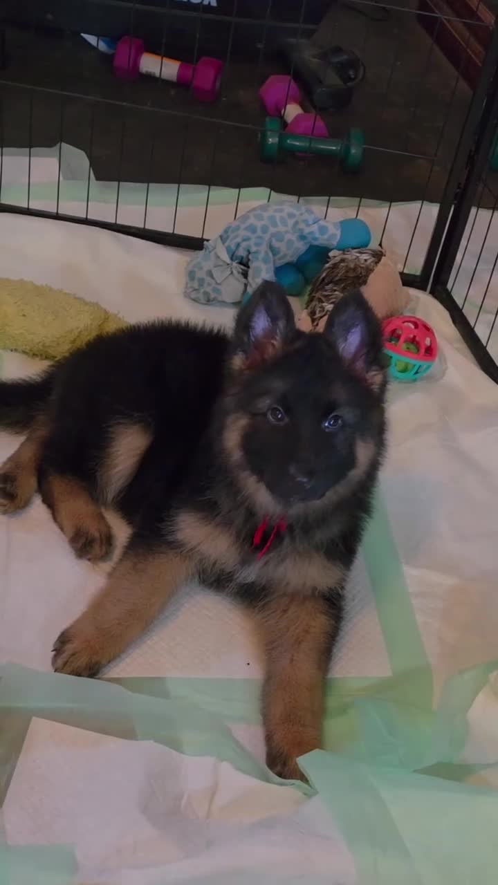 German Shepherd dogs for sale: female - orange collar - Video 3
