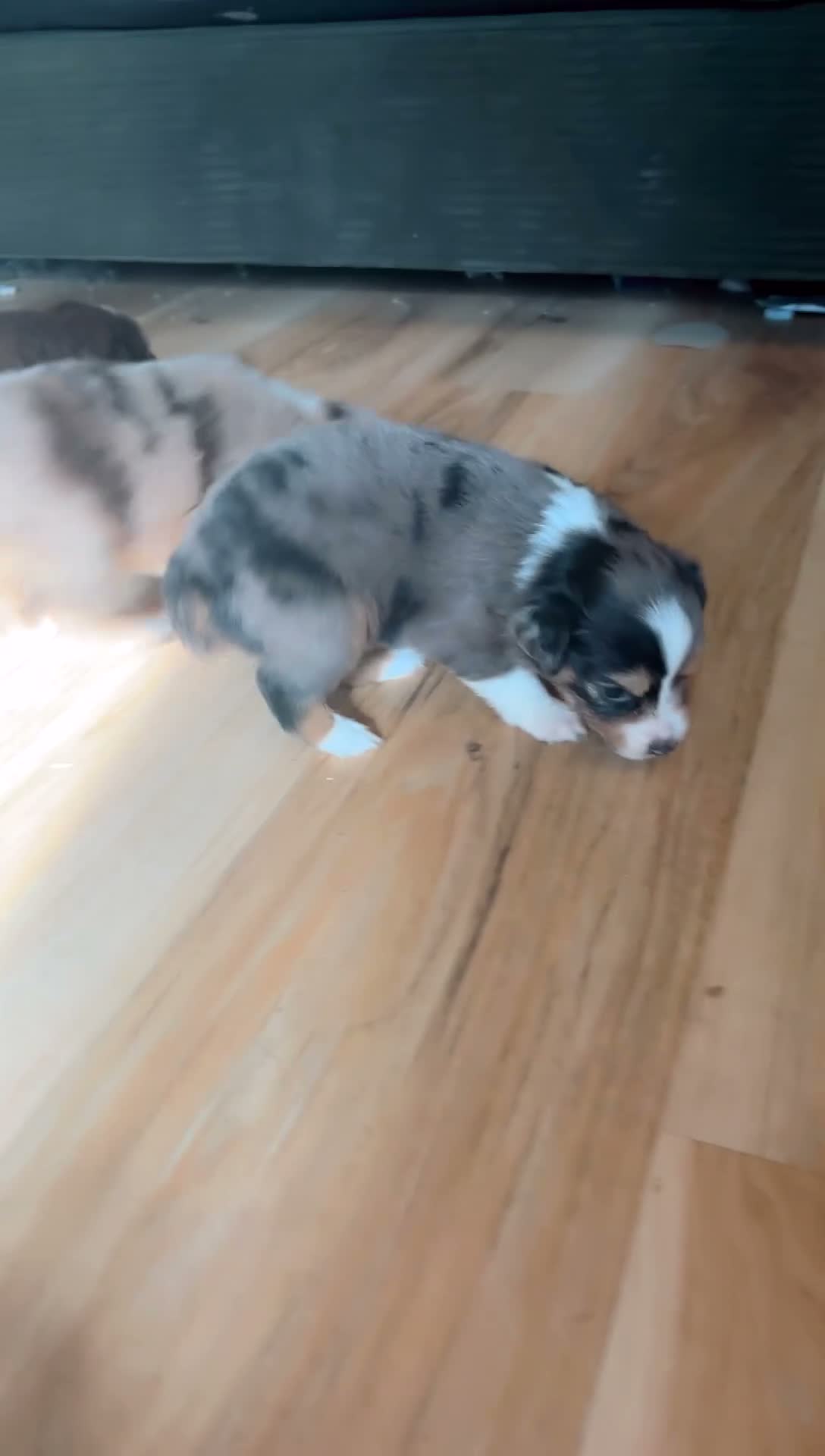 Toy Australian Shepherd dogs for sale: Ella - Video 1