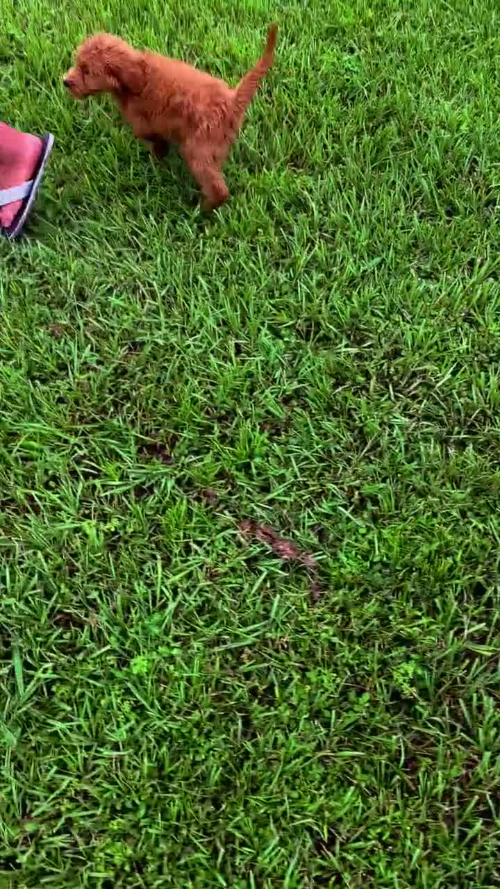 Goldendoodle dogs for sale: Teddy - Video 2