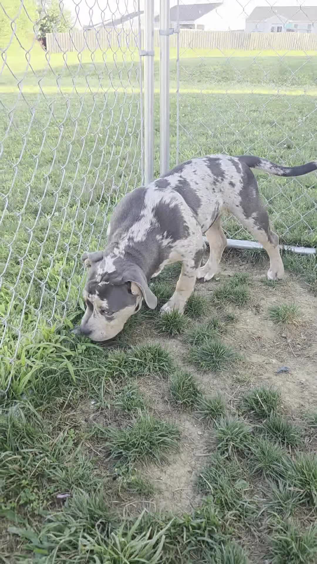 American Bully dogs for sale: Female Blue Tri Merle - Video 1