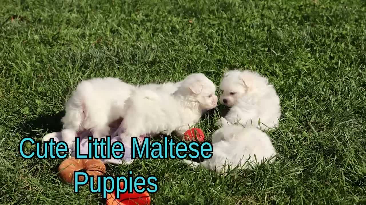 Maltese dogs for sale: Mirella🎀 - Video 1