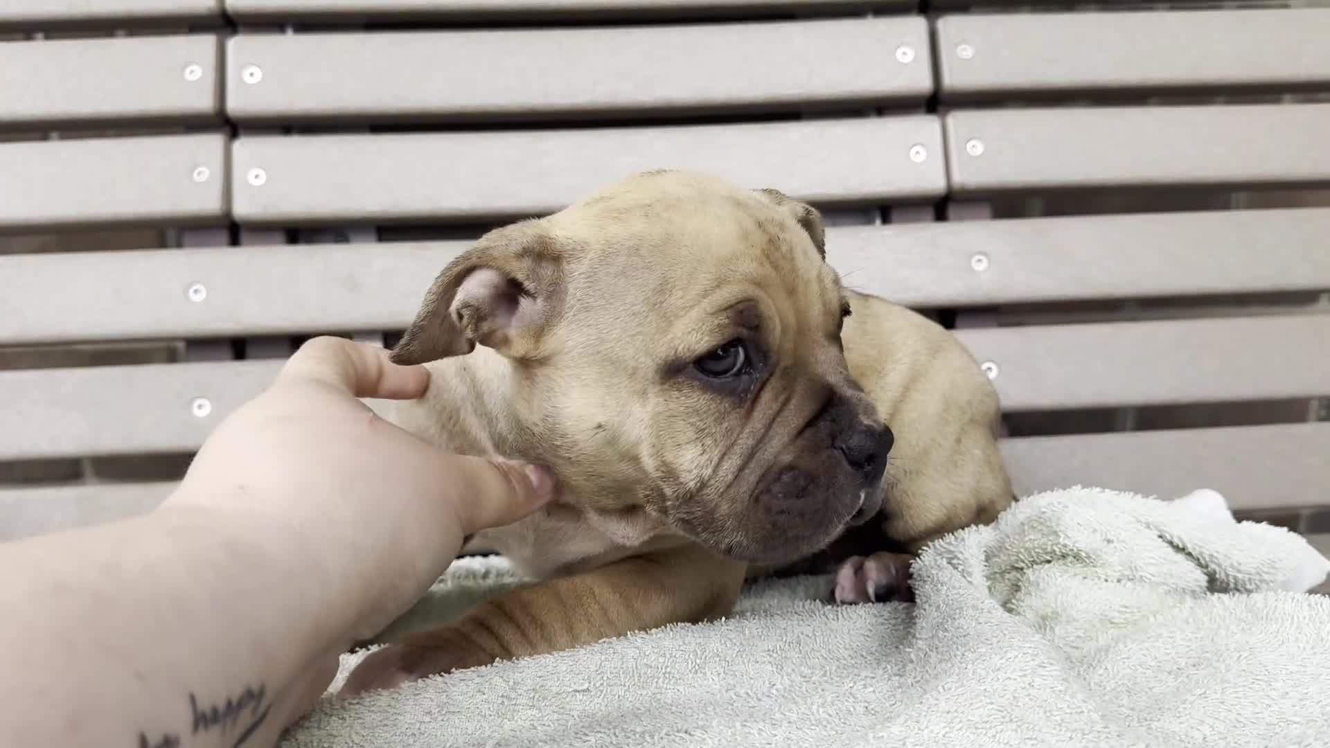 American Bully dogs for sale: Flora - Video 1