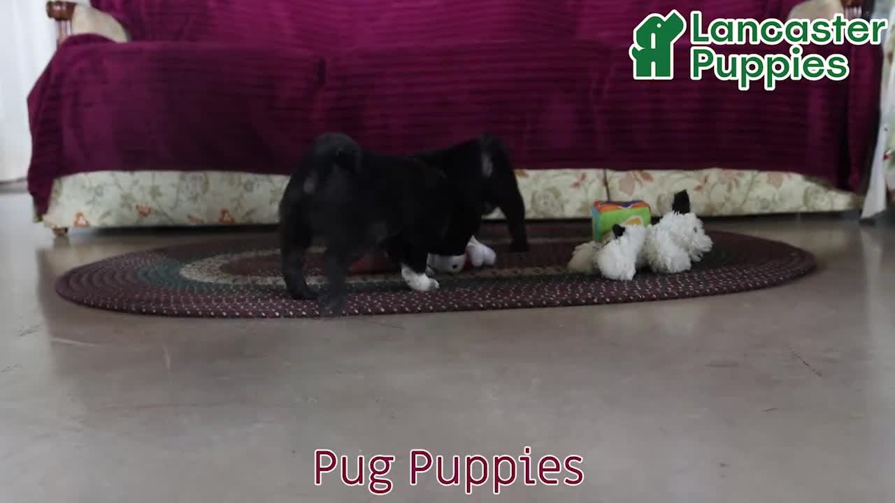 Pug dogs for sale: White Socks - Video 1