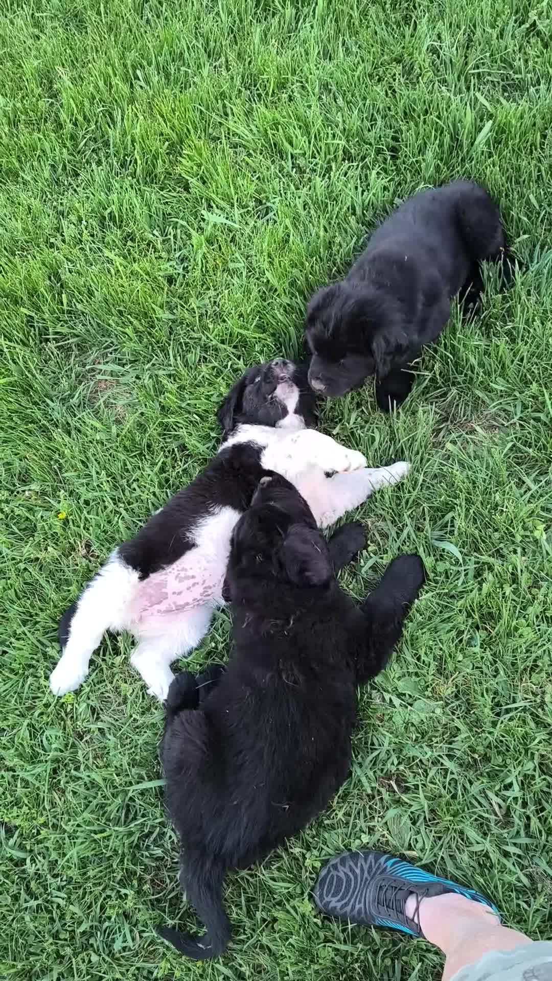 Newfoundland dogs for sale: Purple collar (formally Yellow collar) - Video 1