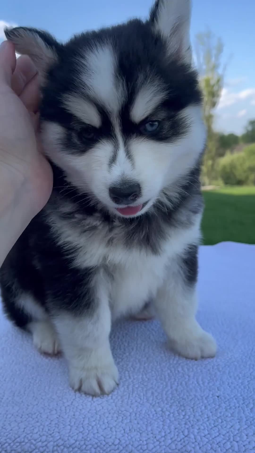 Pomsky dogs for sale: Spike - Video 1