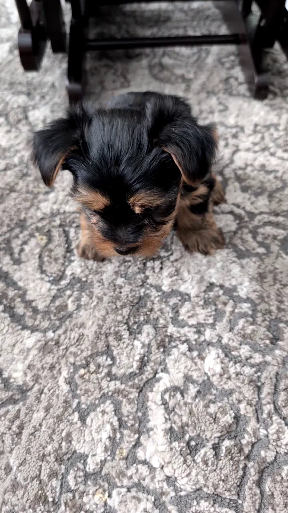 Yorkshire Terrier dogs for sale: Apollo - Video 1