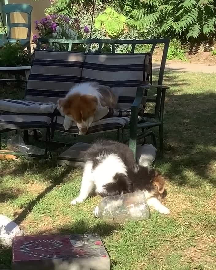 Australian Shepherd dogs for sale: Panda - Video 2