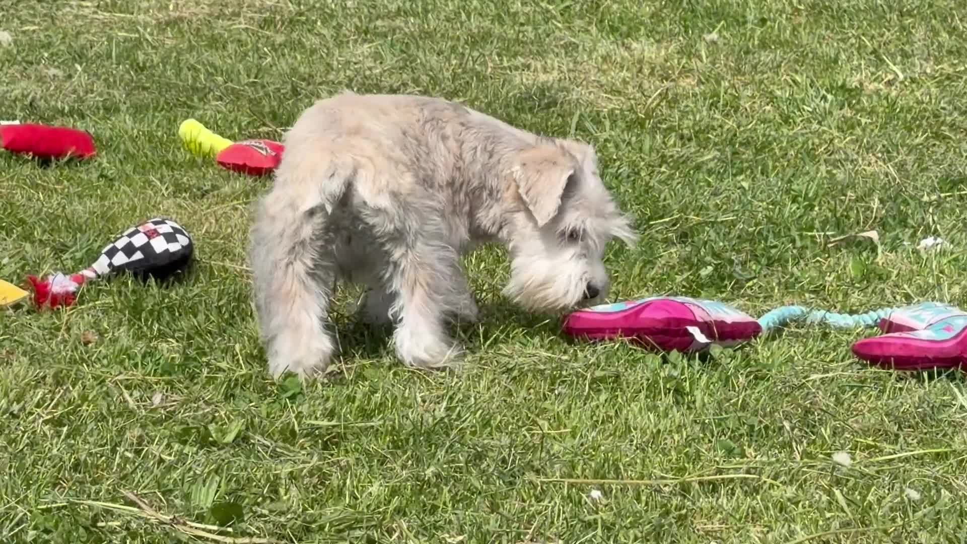 Miniature Schnauzer dogs for sale: Elijah  - Video 1