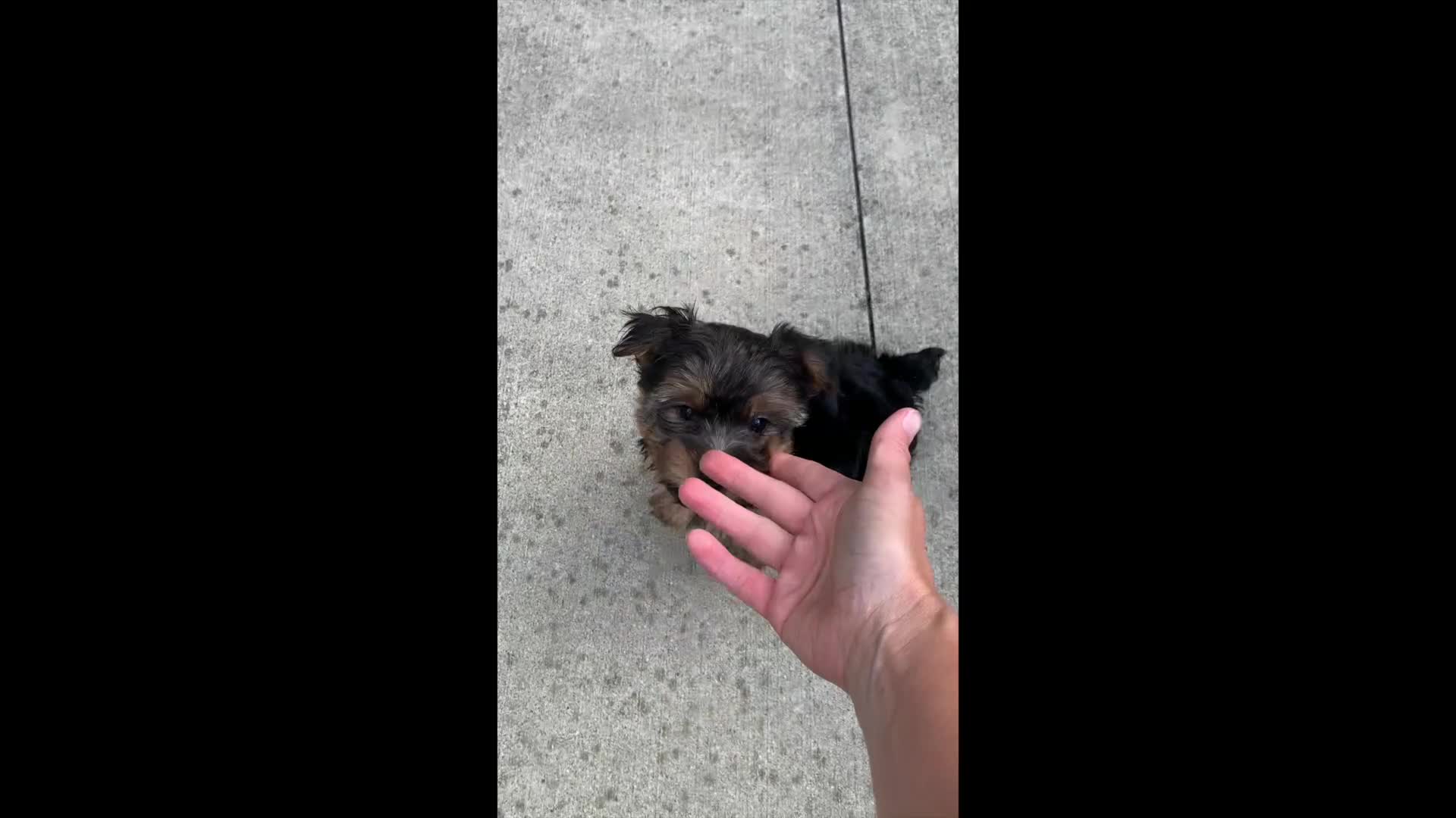 Yorkshire Terrier dogs for sale: Rocky - Video 1