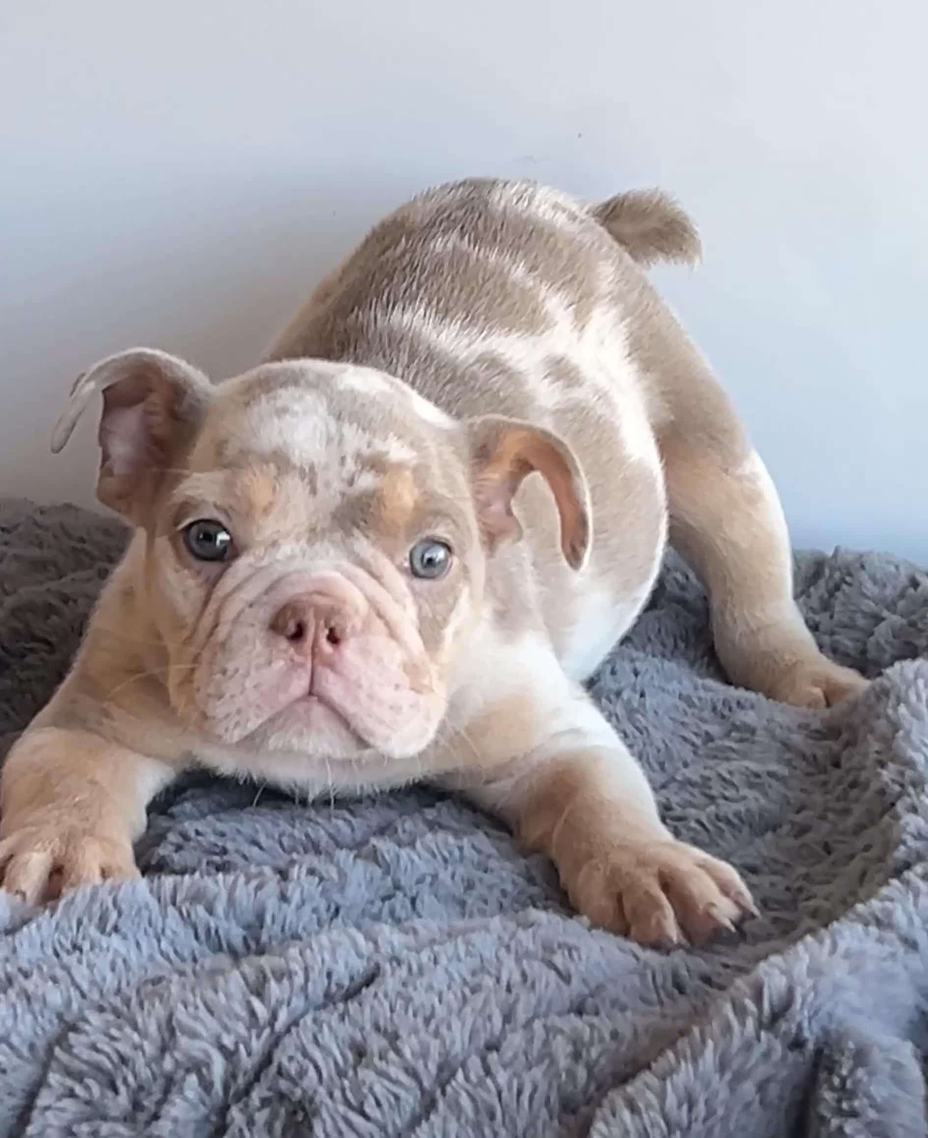 English Bulldog dogs for sale: Block - Video 1