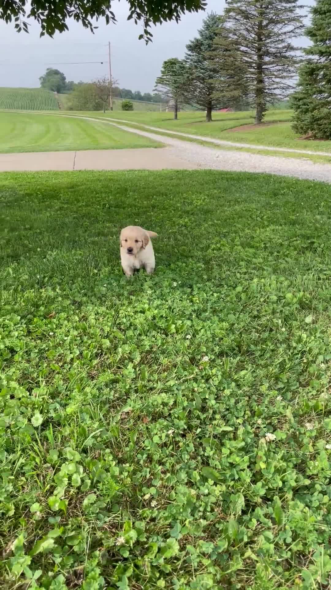 Golden Retriever dogs for sale: Daisy - Video 1