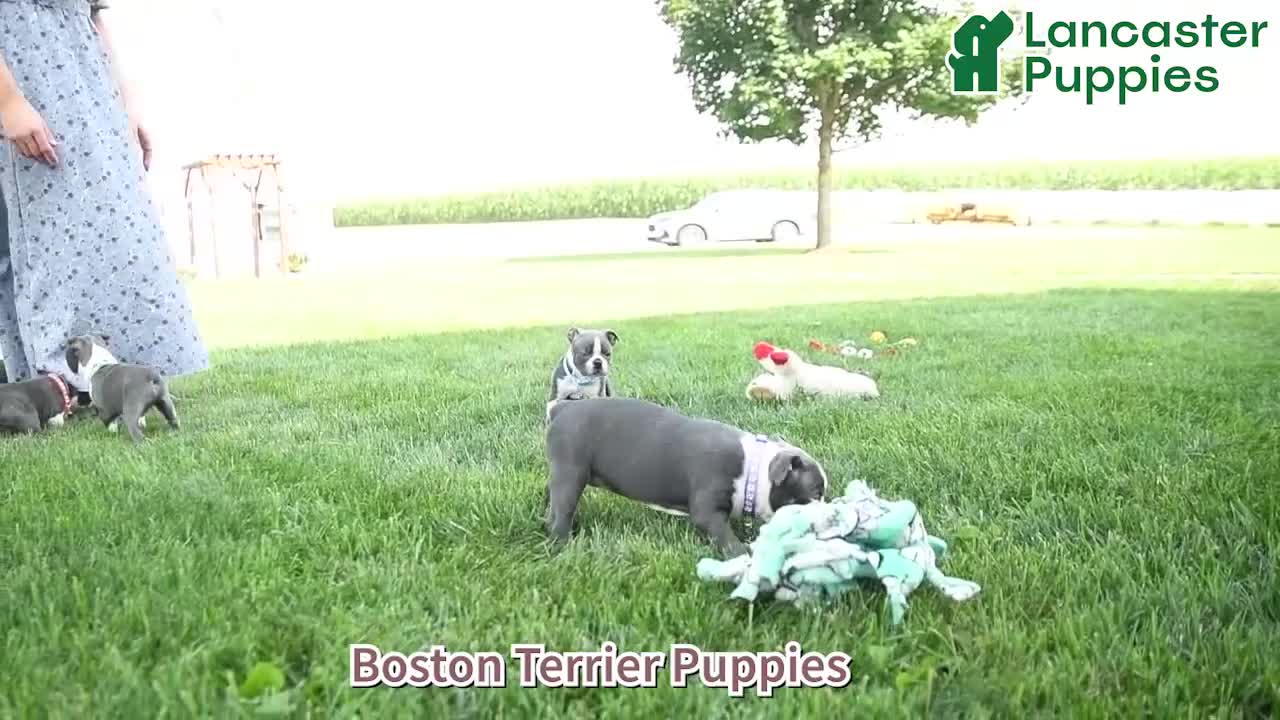 Boston Terrier dogs for sale: Roxy - Video 1