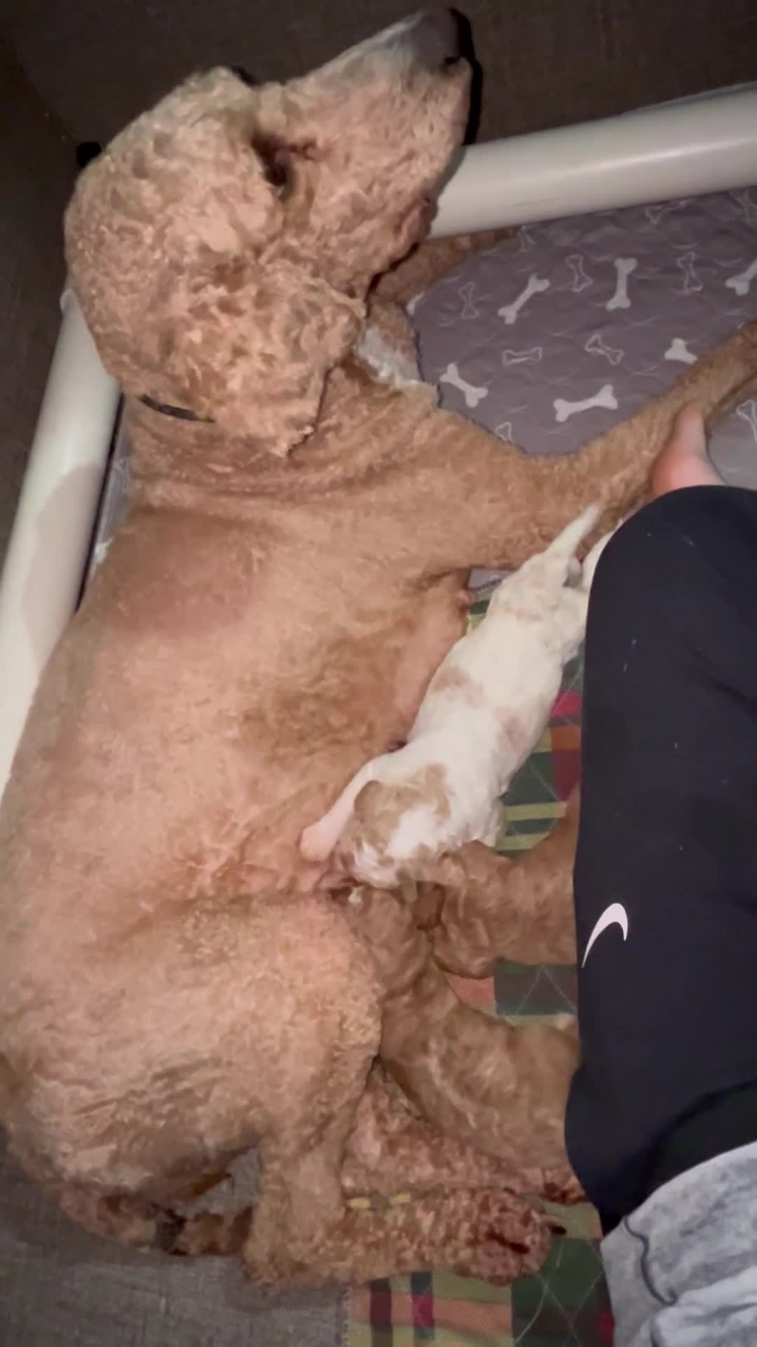 Goldendoodle dogs for sale: Goldendoodle Puppy 2 - Video 1