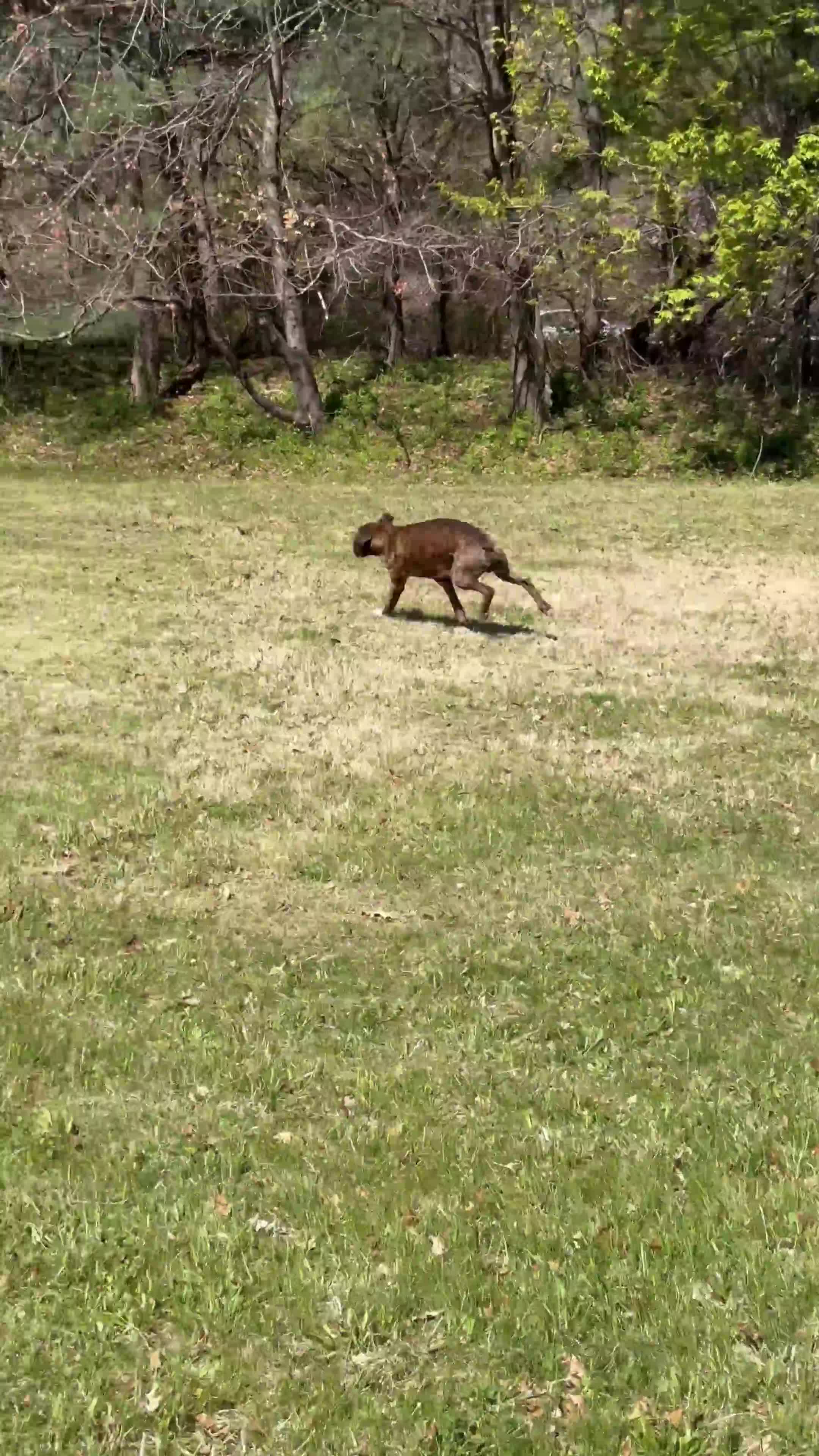 Mixed Breed dogs for sale: Echo - Video 1