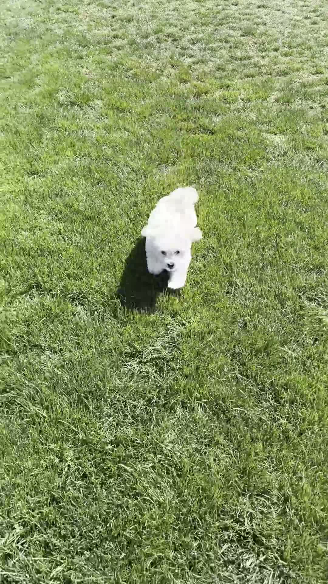 Toy Poodle dogs for sale: Toy Poodle  - Video 4