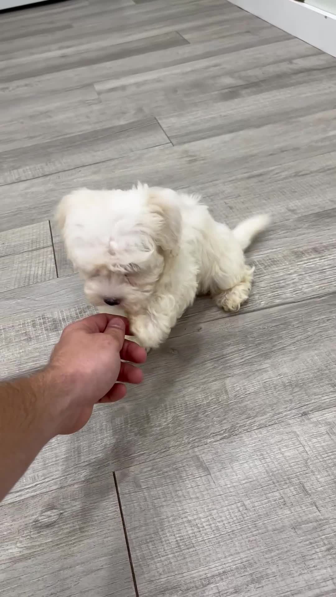 Havanese dogs for sale: Carl - Video 1