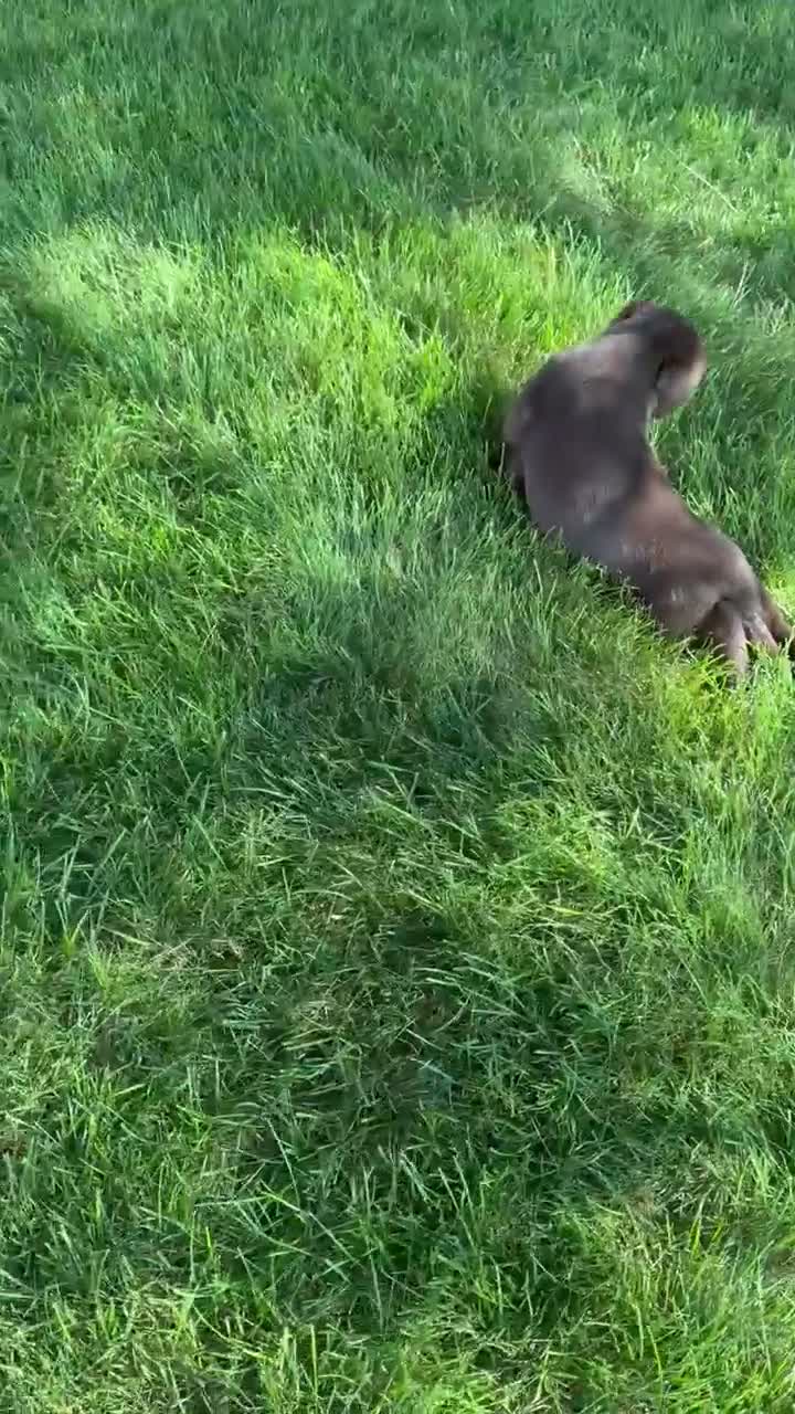 Labrador Retriever dogs for sale: Zeus  - Video 1