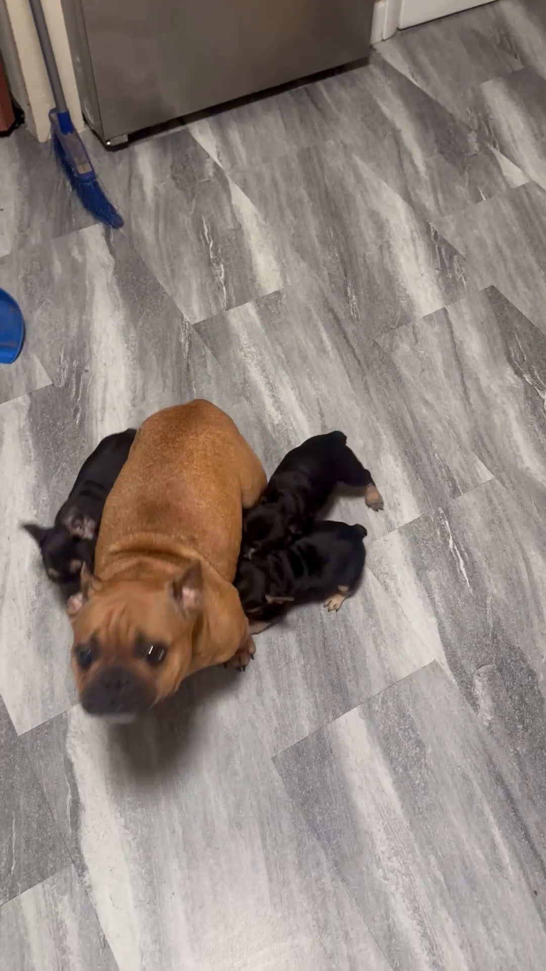 French Bulldog dogs for sale: French Bulldog Puppy 2 - Video 1