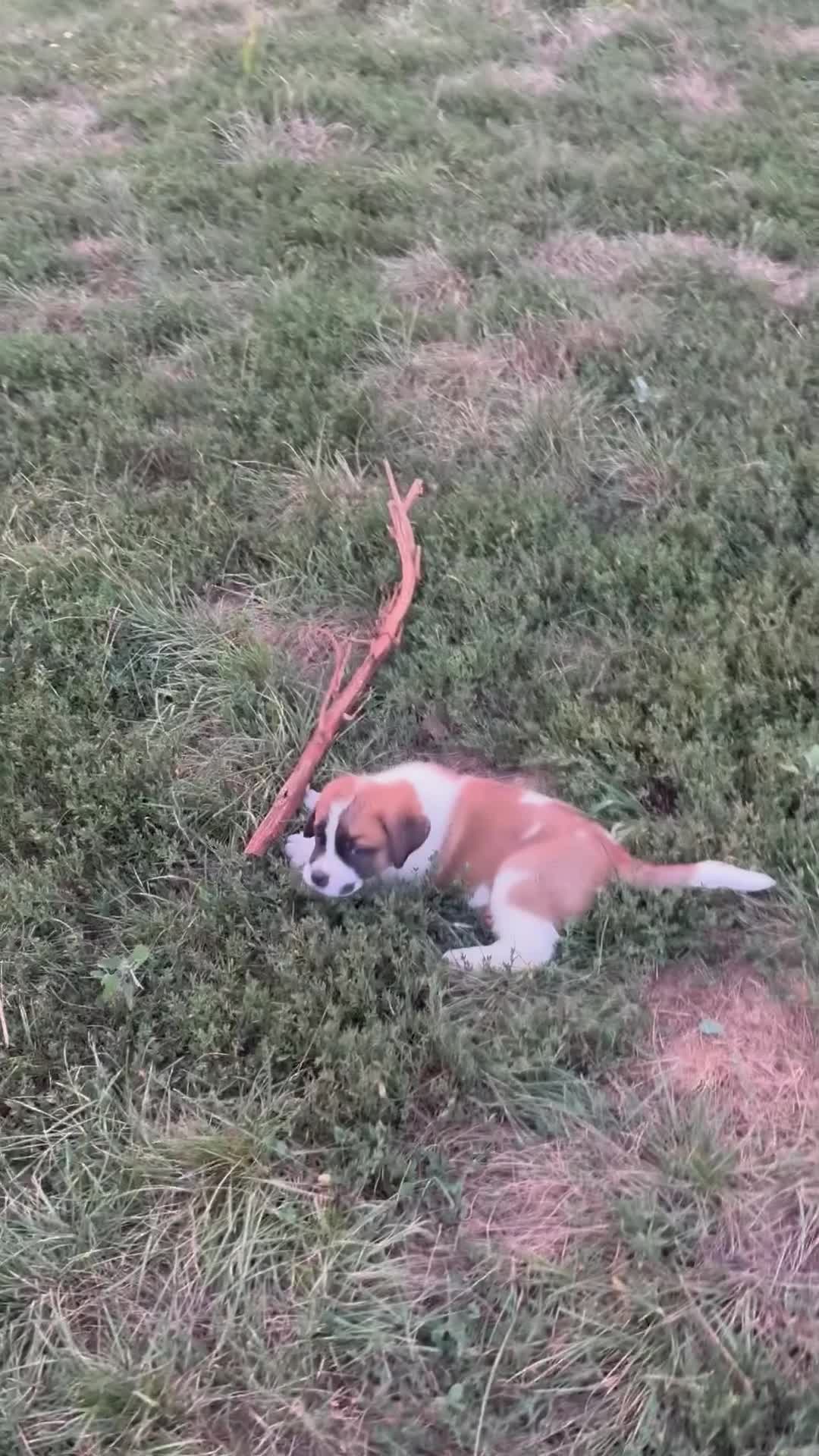 Saint Bernard dogs for sale: Tracker - Video 1