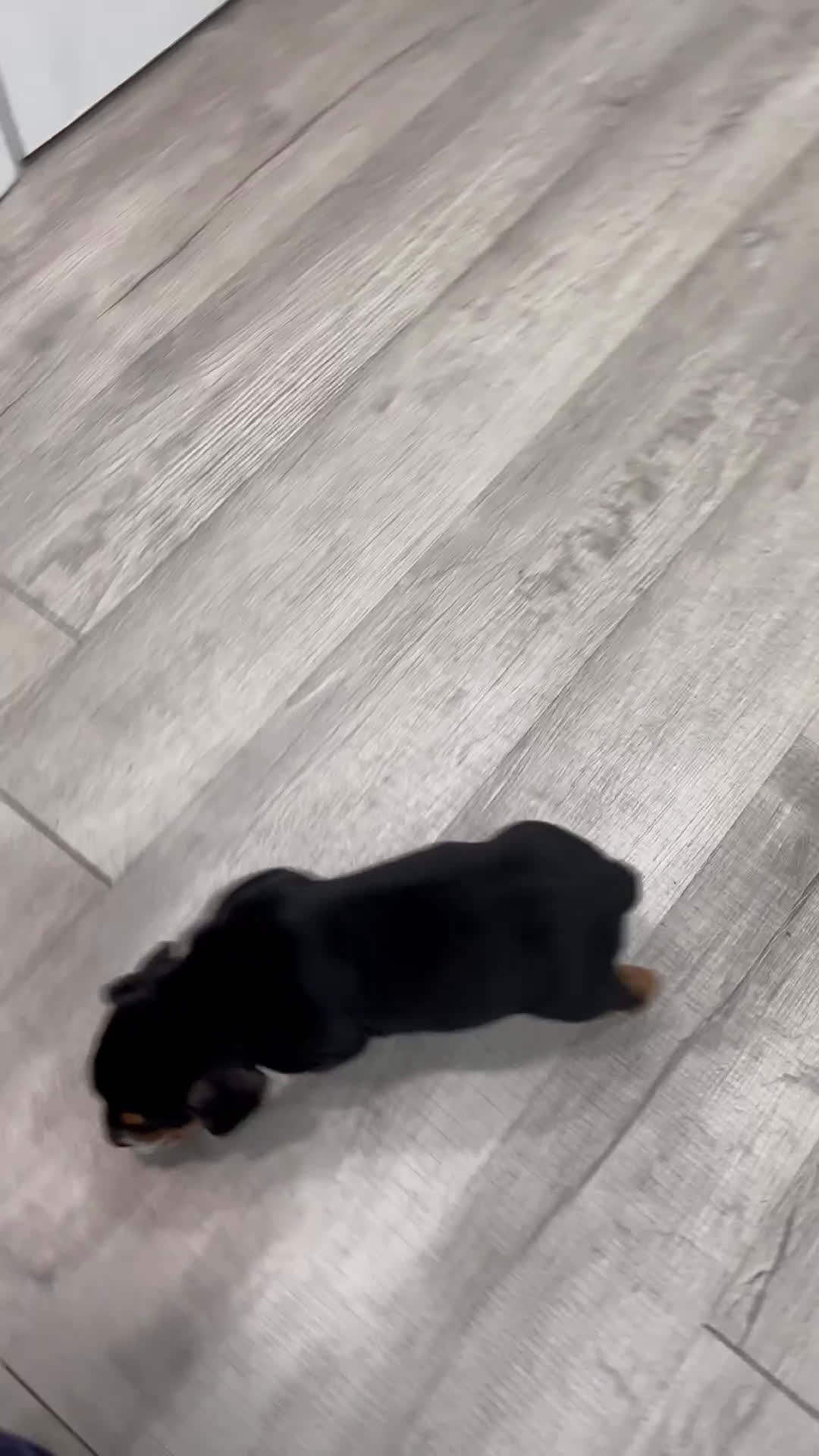 Mixed Breed dogs for sale: Grady - Video 1