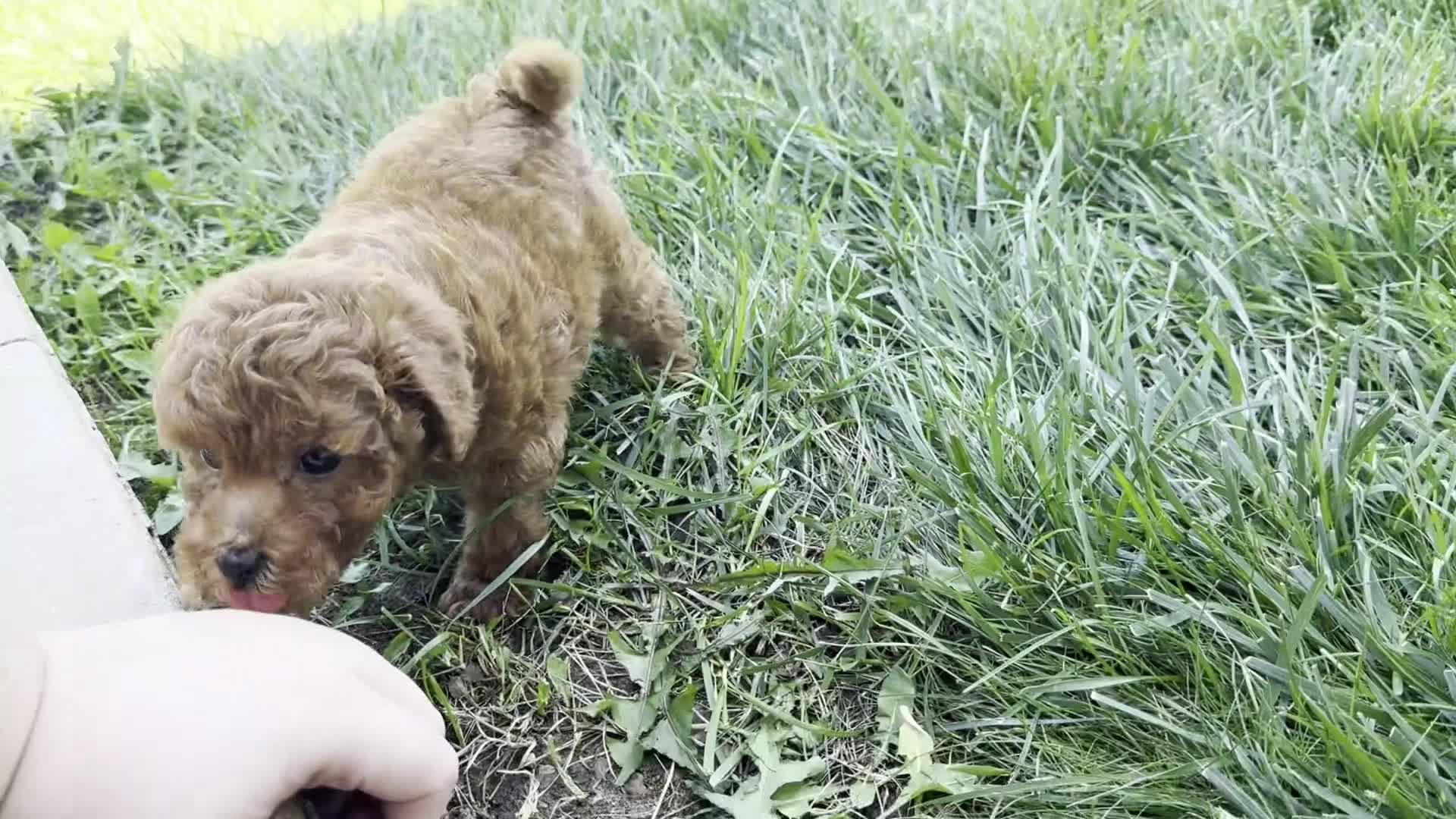 Miniature Poodle dogs for sale: Titus - Video 1