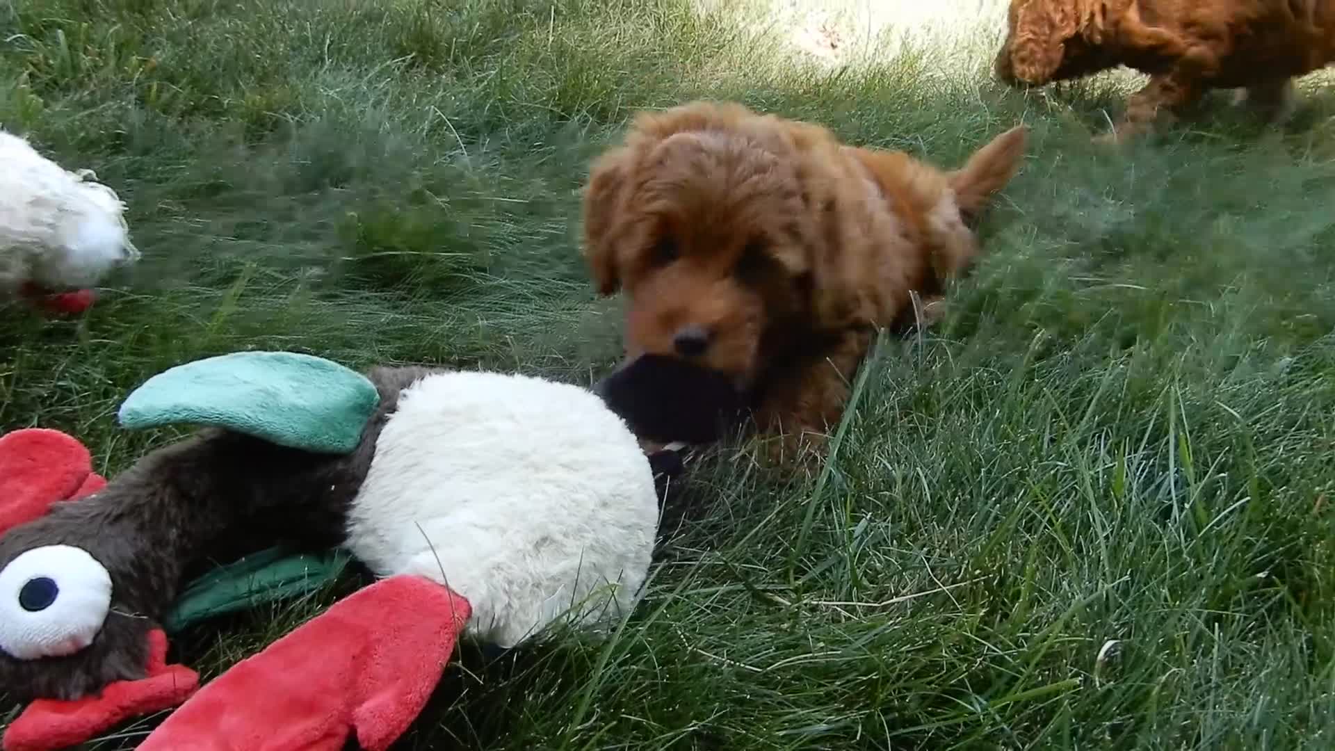 Mini Goldendoodle dogs for sale: Lulu - Video 2