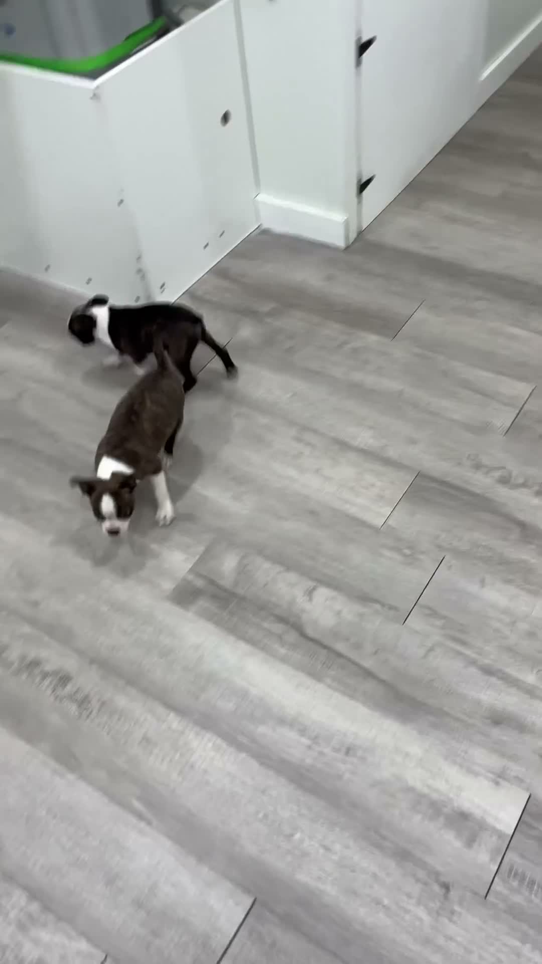 Boston Terrier dogs for sale: Finn - Video 2