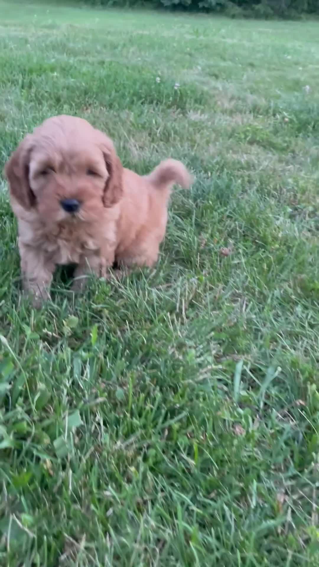 Cavapoo dogs for sale: Charlie  - Video 1