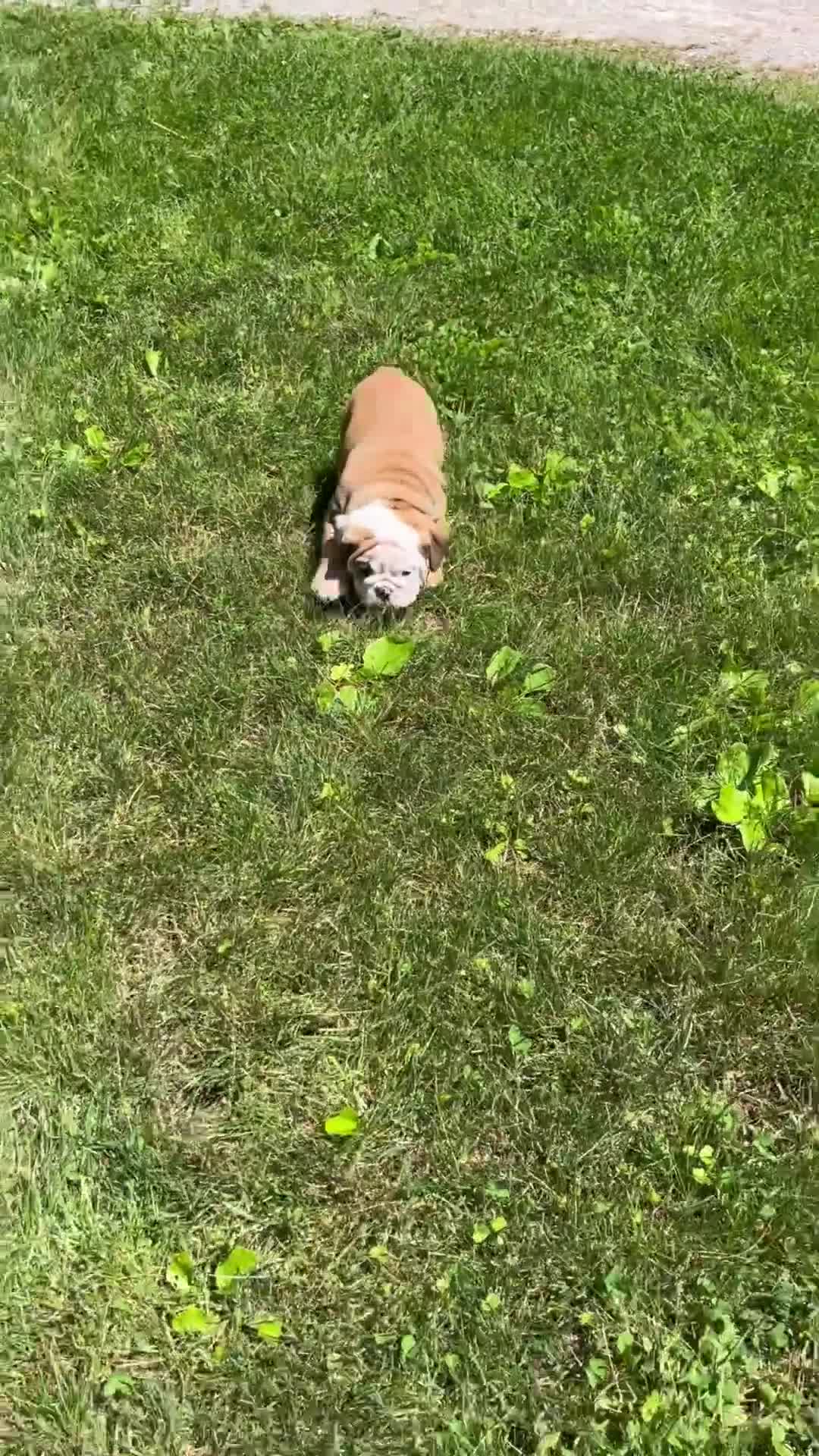 English Bulldog dogs for sale: Rubble - Video 1