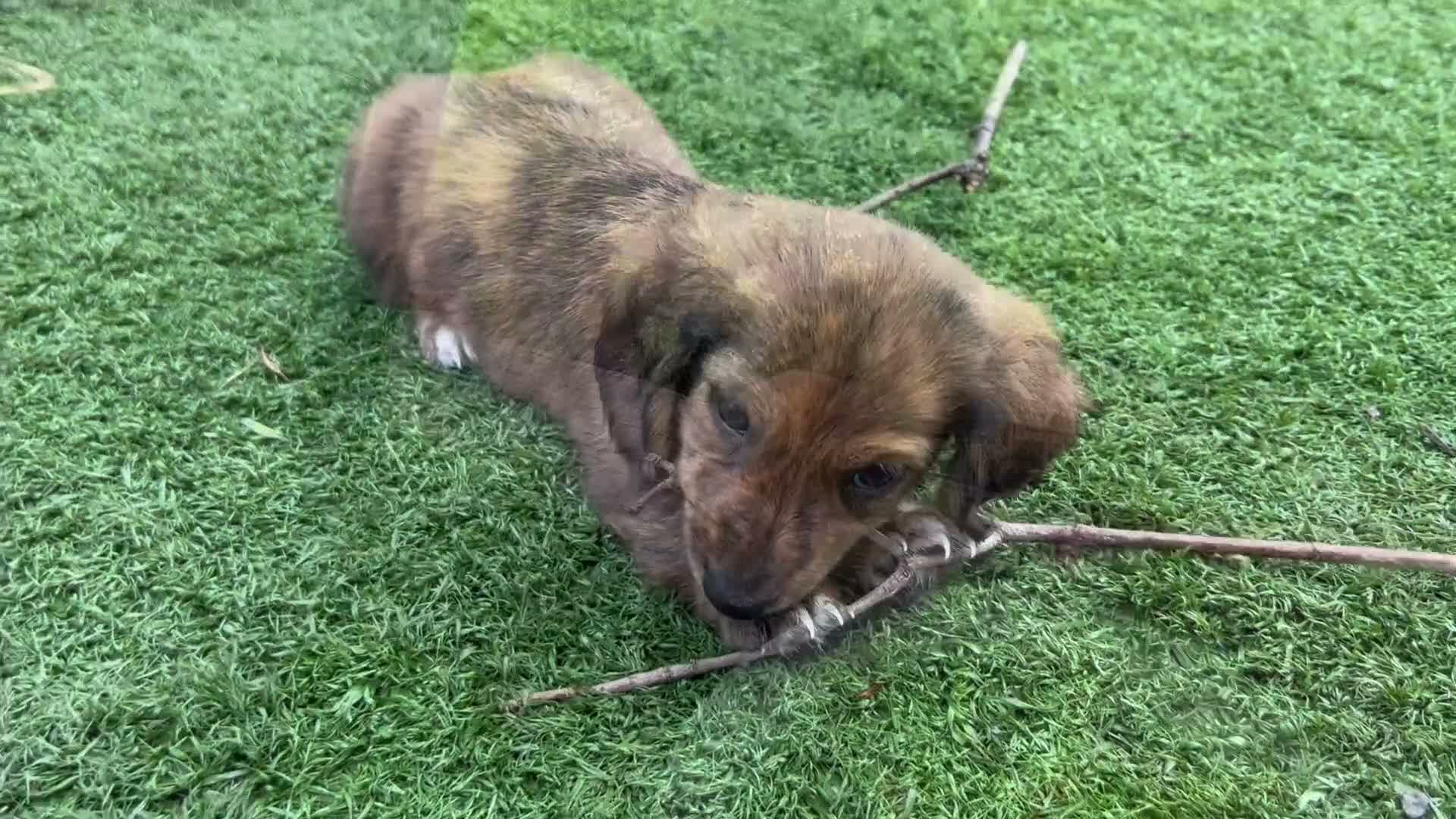 Miniature Dachshund dogs for sale: Bryton - Video 1