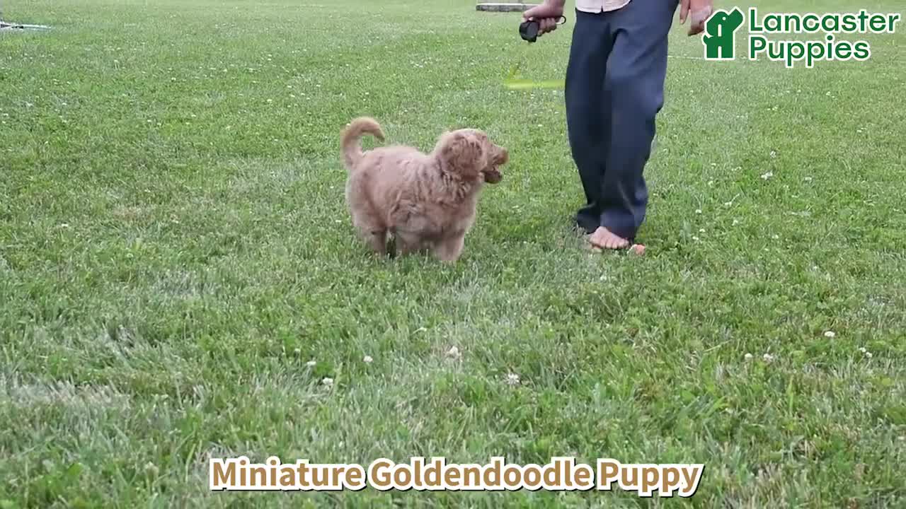Mini Goldendoodle dogs for sale: Tanner - Video 1