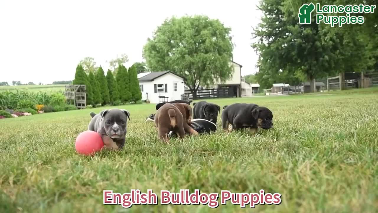 Olde English Bulldogge dogs for sale: Poncho - Video 1