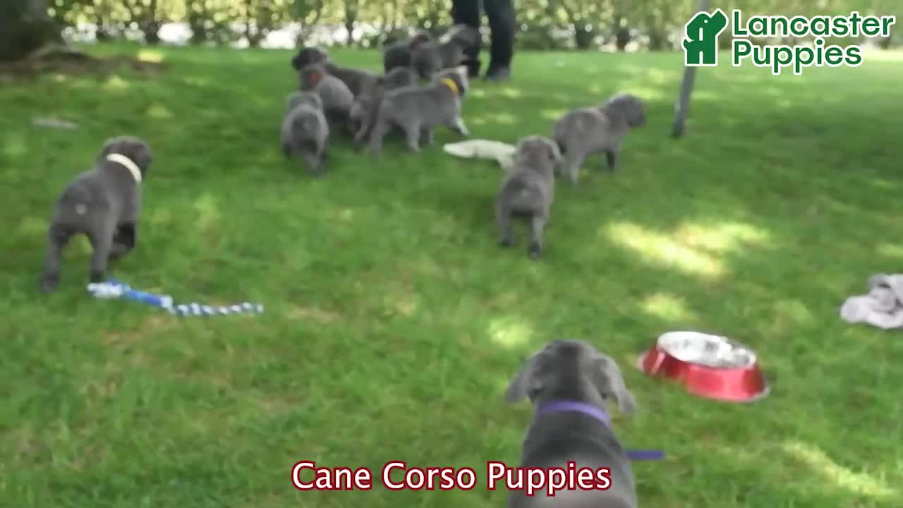 Cane Corso dogs for sale: Runner - Video 1