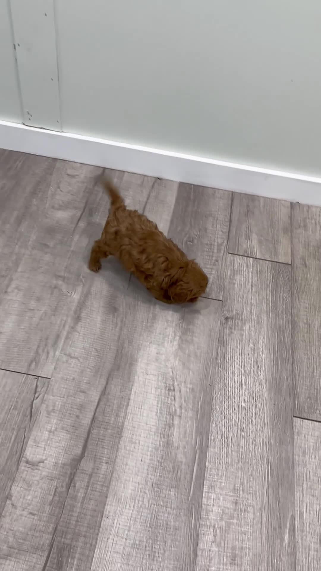 Cavapoo dogs for sale: Rusty - Video 1