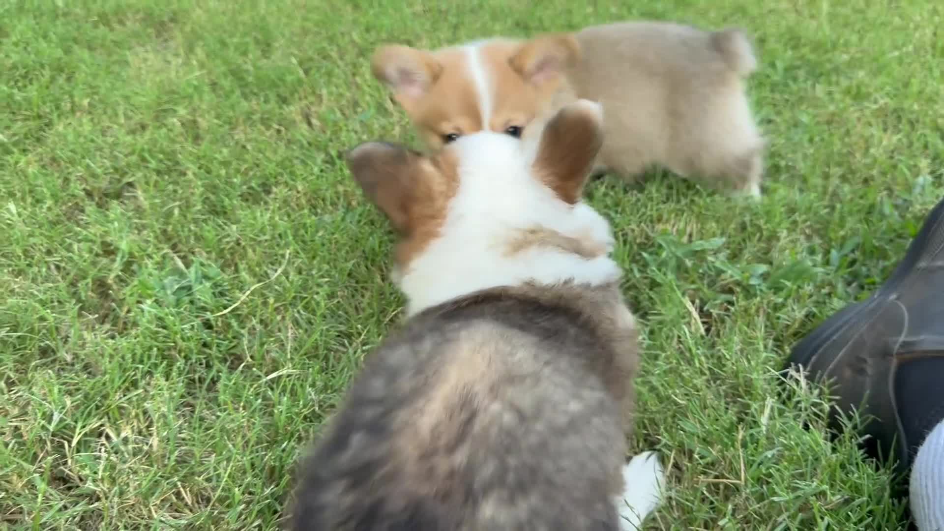 Welsh Corgi Pembroke dogs for sale: Fluffy Girl - Video 1