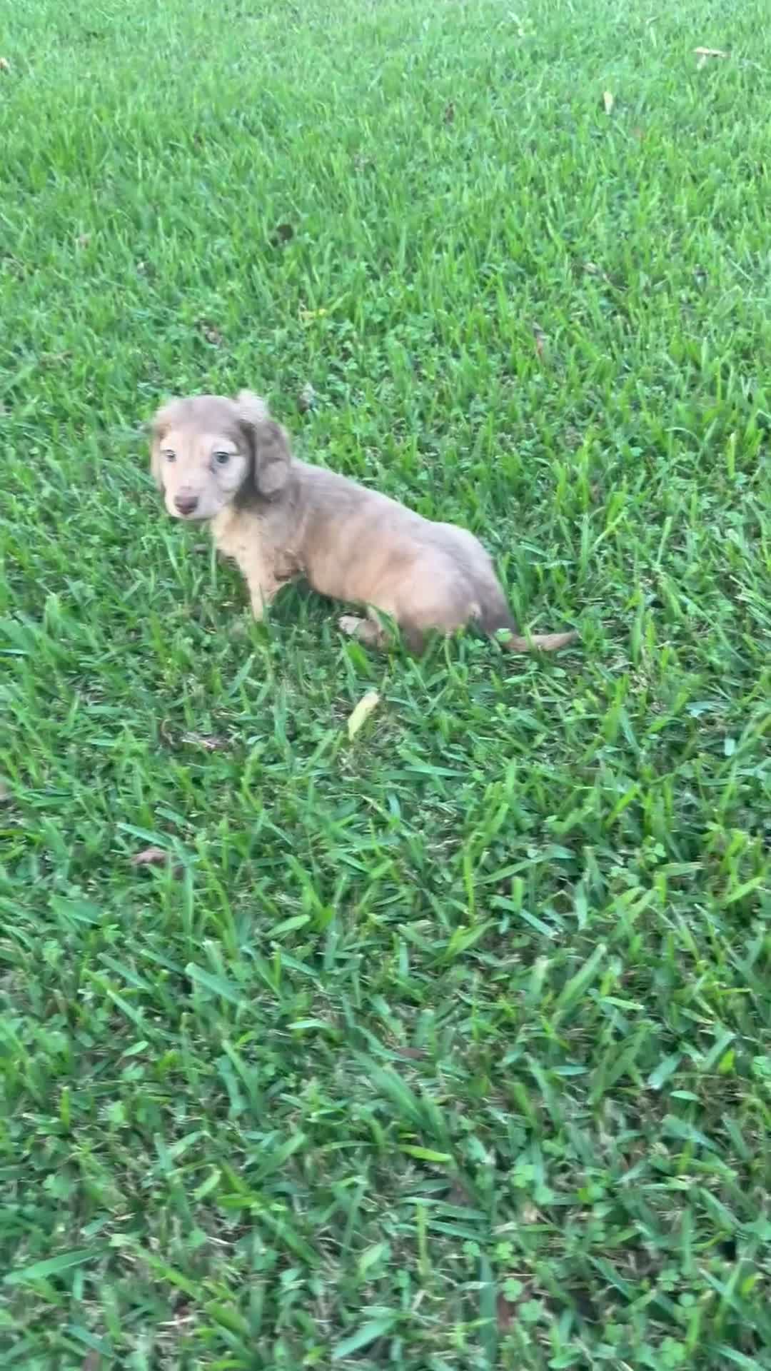 Miniature Dachshund dogs for sale: Bacon - Video 1