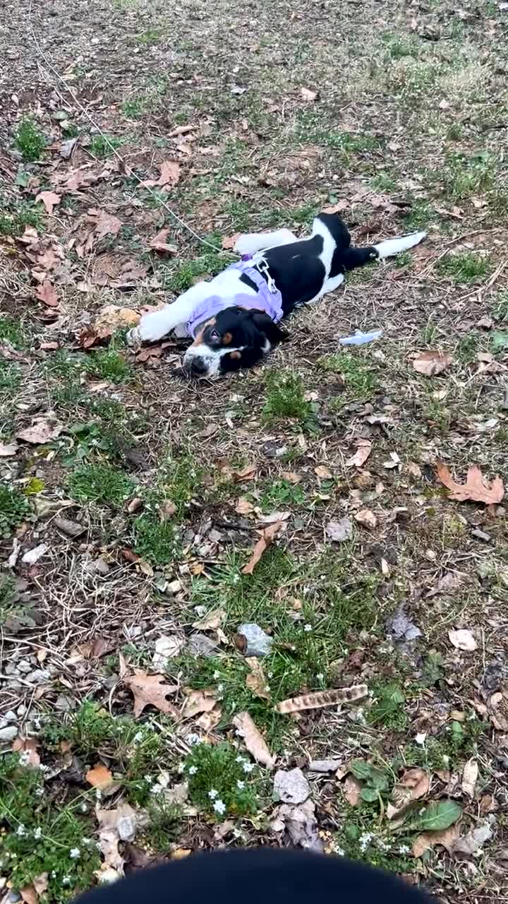 Basset Hound dogs for sale: Basset Hound Puppy 1 - Video 1