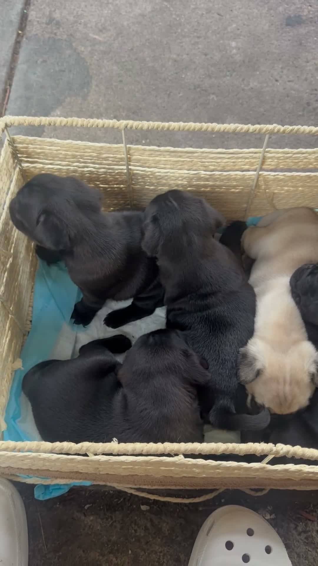 Pug dogs for sale:  1 - Video 1