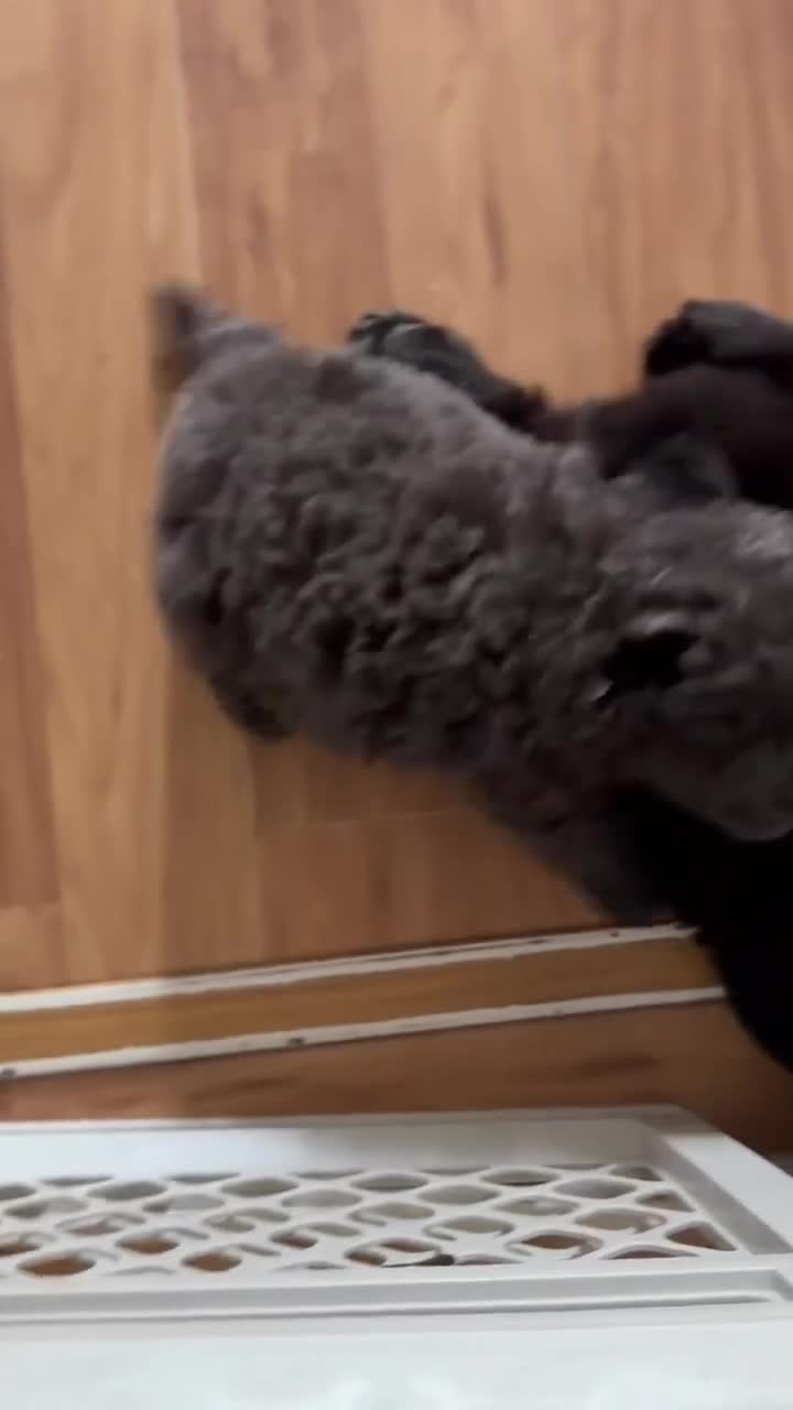 Chow Chow dogs for sale: Chow chow 2 ( blue )  - Video 1