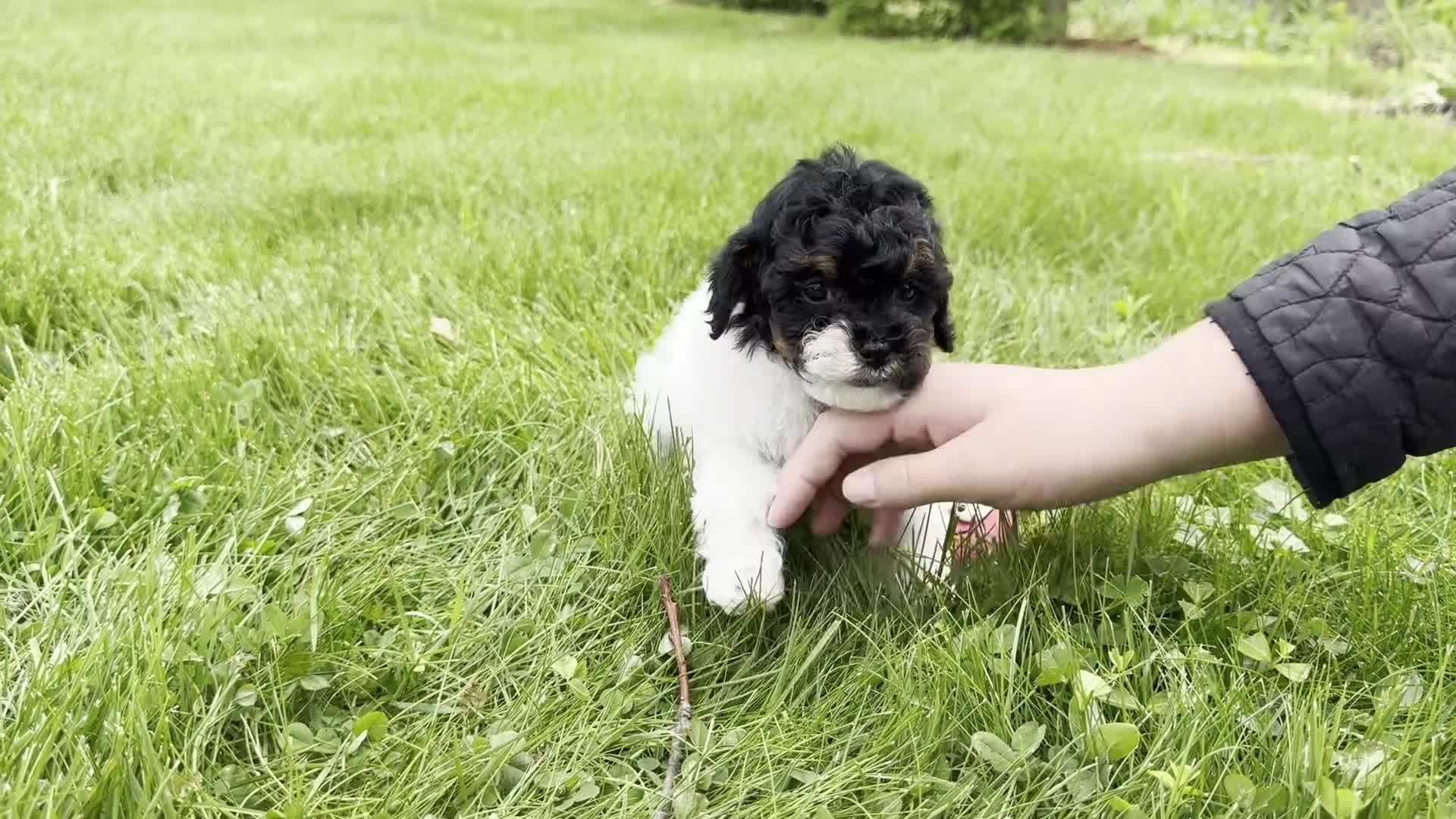 Toy Poodle dogs for sale: Hazel - Video 1