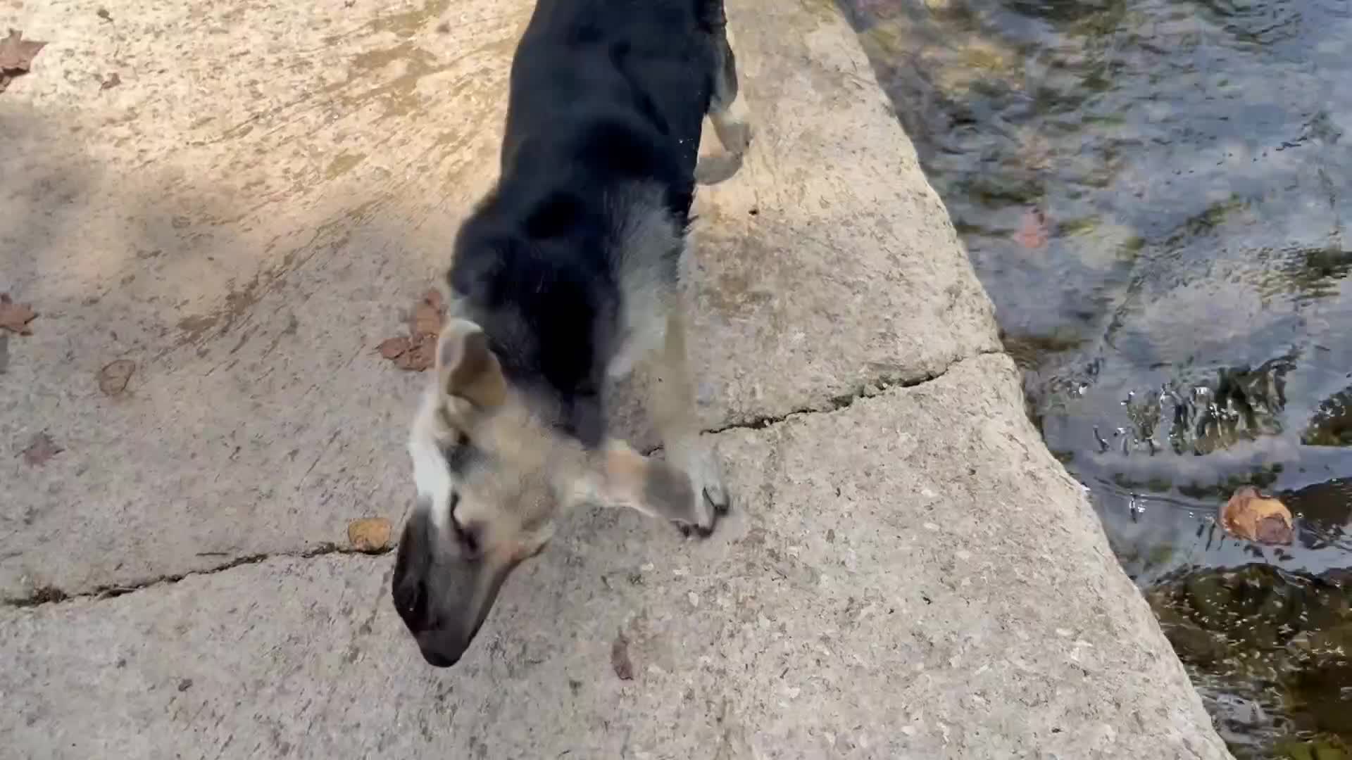 German Shepherd dogs for sale: Daisy - Video 2